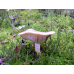 Мицелий Млечника блеклого / Млечник вялый ( Lactarius vietus)